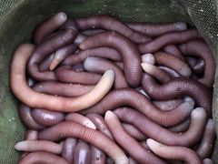 -红树林天天赶海