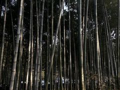 -杭州植物园
