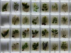 -广东中医药博物馆
