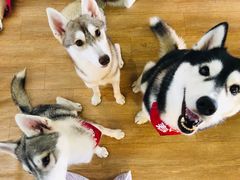 -Husky Go! 哈士奇体验馆·宠物咖啡厅狗咖