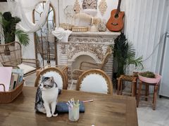 -共舞时光猫咖·狗咖(新街口店)