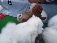 -哈尔滨市宠物交易市场