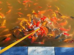 -祥源·阜阳生态乐园