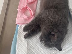-灵美宠物诊所