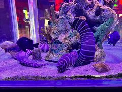 -太平洋海底世界