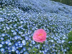 -花开海上生态园