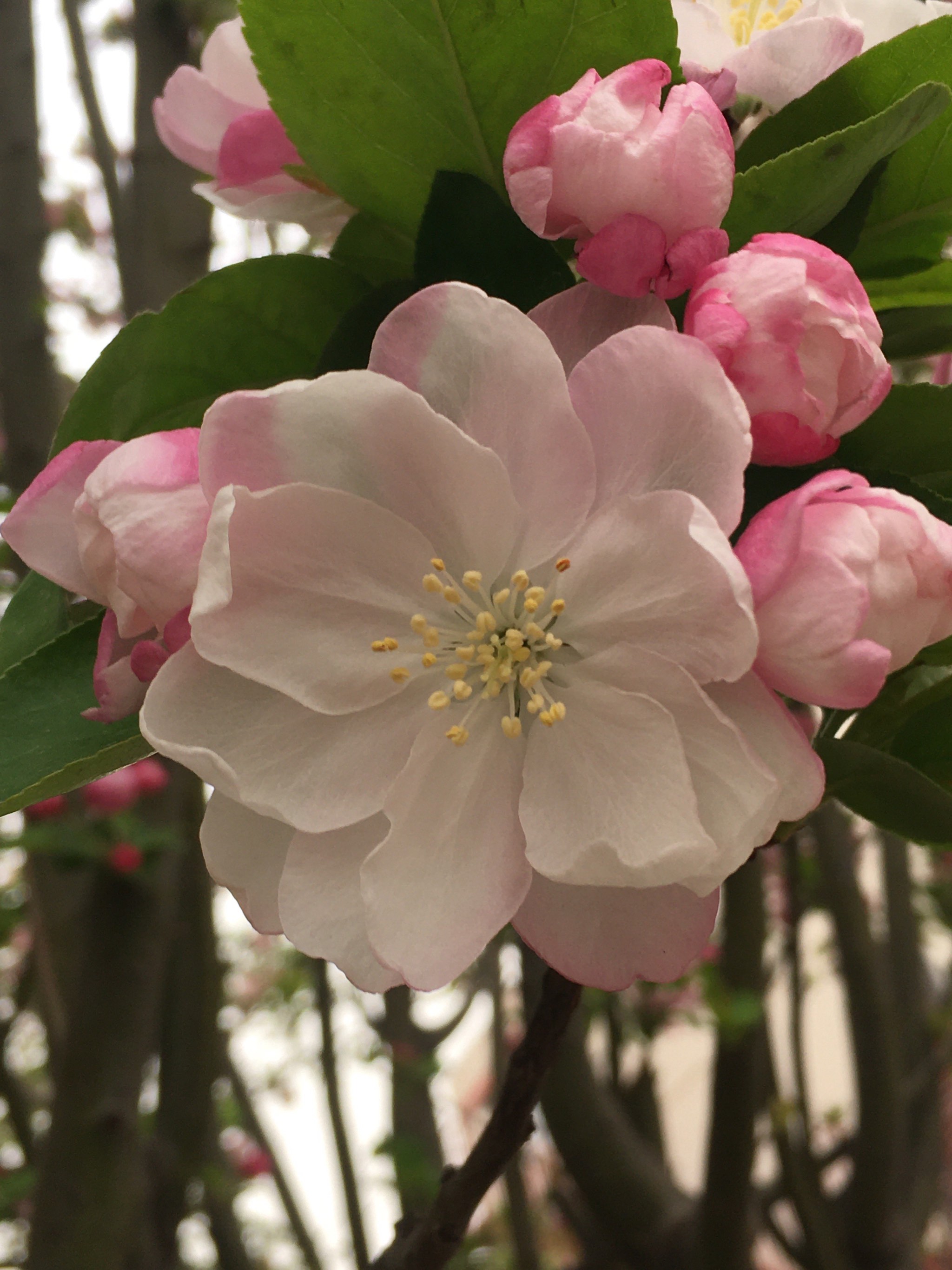 一枝梨花压海棠图片