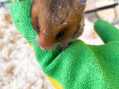 -怪兽屋·羊驼·猫咖·狗咖(俊华广场店)