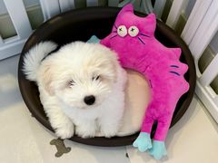 -momokira米努特·德文卷毛猫·棉花面纱犬