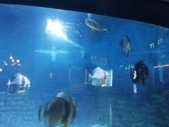 -烟台海昌鲸鲨海洋公园