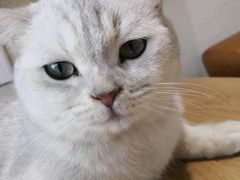 -藏猫猫咖啡主题馆(中央大道店)