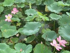 -天津东丽湖风景区