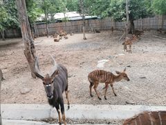 -清迈夜间动物园