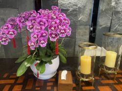 -美健盛世·美容SPA连锁