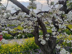 -石家庄市植物园