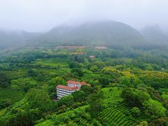 -雁南飞茶田景区