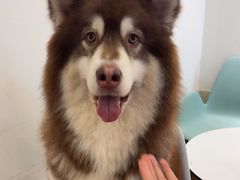 -Let's go狗咖·猫咖·奶狗·桌游(春熙路IFS店)