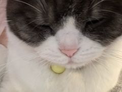 -海边的猫和咖啡馆