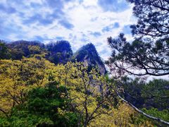 -王顺山国家森林公园