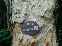 -金花茶公园