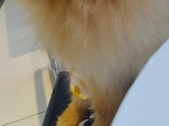 -怪兽屋·羊驼·猫咖·狗咖(俊华广场店)