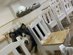 -李小姐の猫咖啡馆(五角场店)