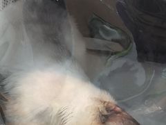 -联合动物医院(光谷诊疗中心)