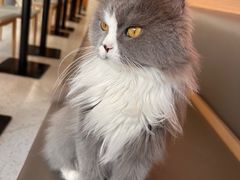 -喵园·猫主题咖啡厅·撸猫·猫咖(国贸店)