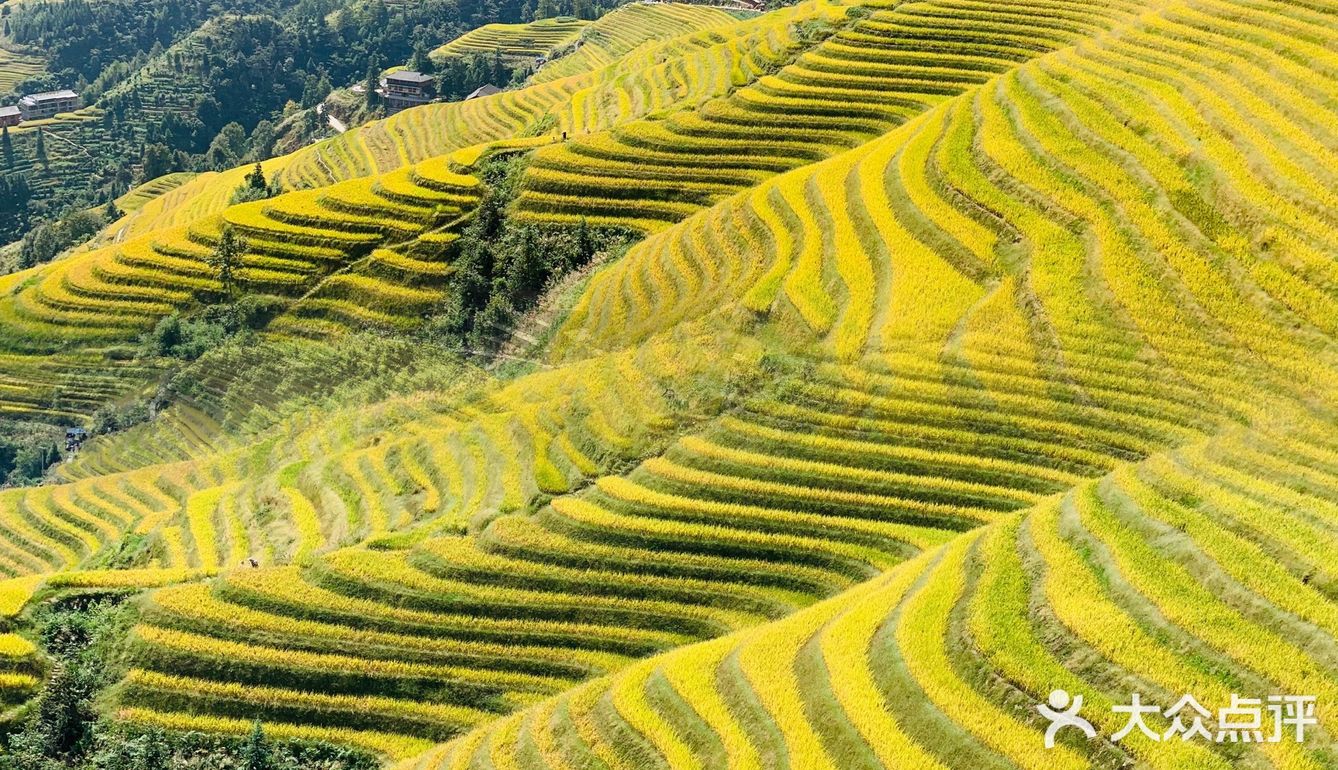 龙脊“梯田”带你感受大自然的馈赠🍃
