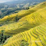 龙脊“梯田”带你感受大自然的馈赠🍃