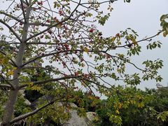 -南普陀素菜馆
