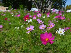 -天津东丽湖风景区