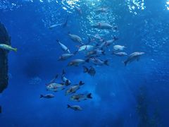 -芜湖新华联大白鲸海洋公园