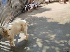 -东莞香市动物园