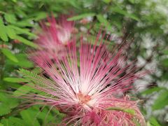 -中国科学院华南植物园