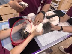 -美联众合动物医院·24h转诊中心