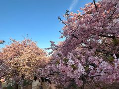 -上海辰山植物园