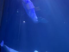 -大连圣亚海洋世界