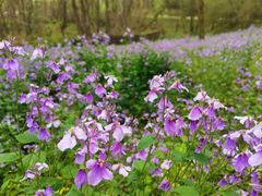 -西湖风景区-江洋畈生态公园