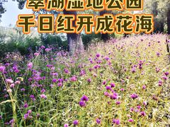 -翠湖国家城市湿地公园