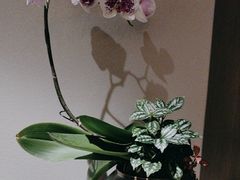 -花锦堂·隐庐