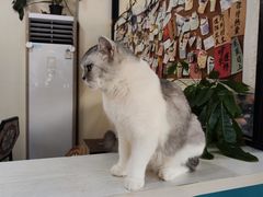 -猫小院猫主题餐厅(南锣旗舰店)
