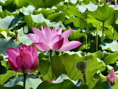 -莲花池公园