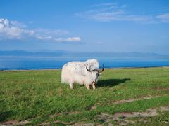 -青海湖国家重点风景名胜区
