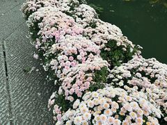 -杭州植物园