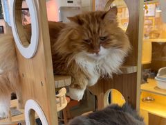 -平行世界·猫咖(首经贸店)