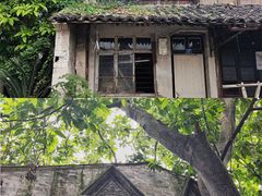 -三垟湿地