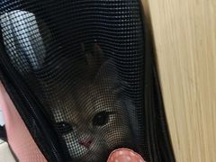 -爱侣宠医·鹦鹉专科·小型哺乳类·异宠专科(灵石路店)