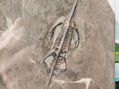 -中国第四纪冰川遗迹陈列馆