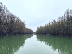 -上海海湾国家森林公园